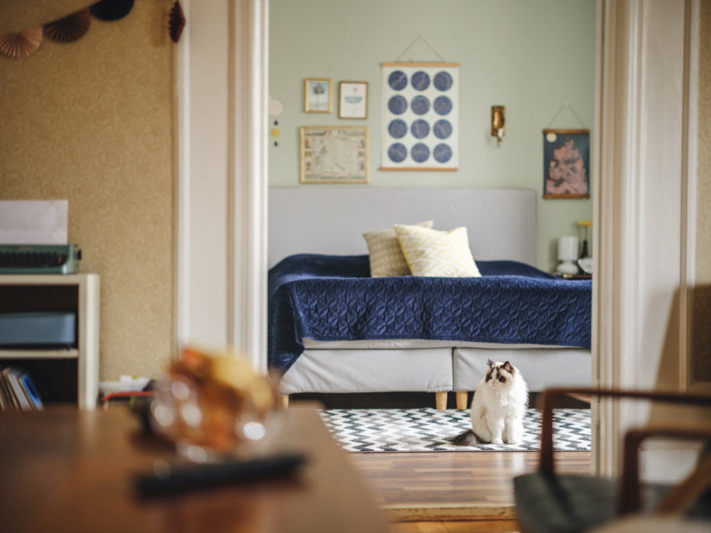 En katt som sitter på mattan i ett sovrum. 