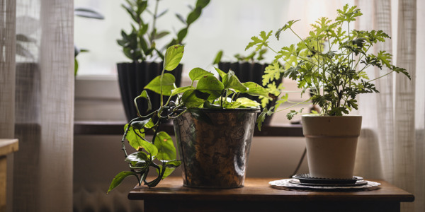 Ett träbord med krukväxter bredvid ett fönster.