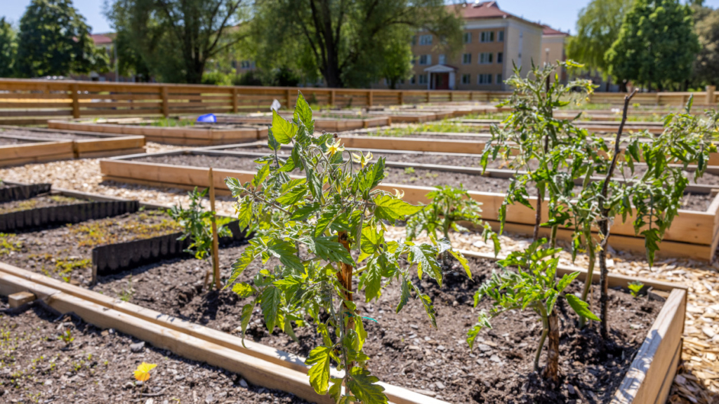 Stadsodling med flera rader av pallkragar i Hageby.
