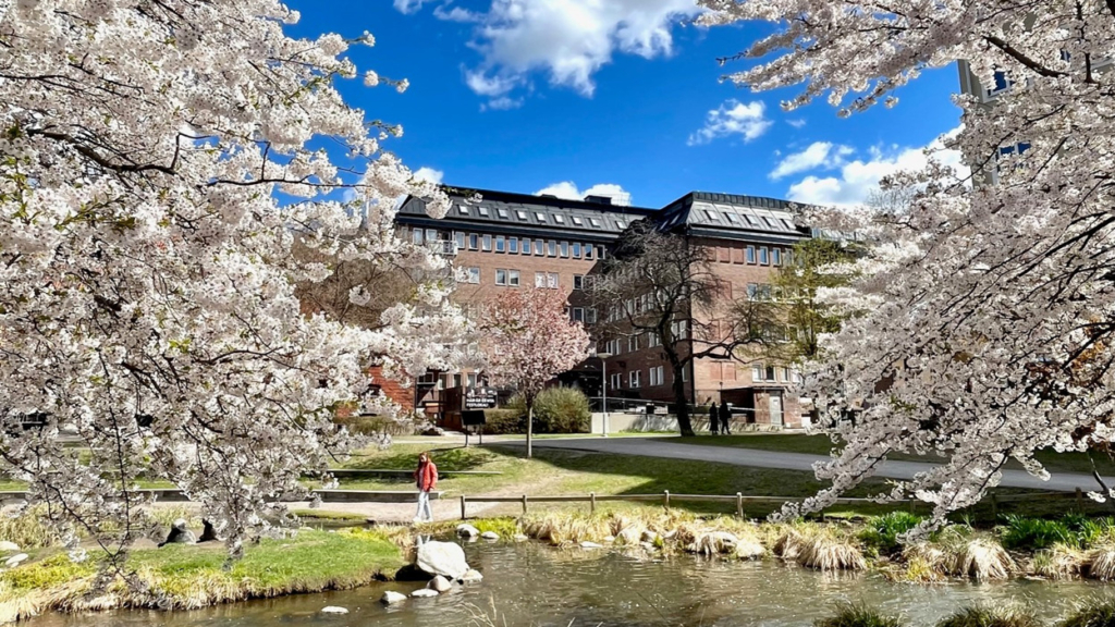 Studentbos fastighet Gripen, fotograferad från Strömsparken med vatten och blommande träd i förgrunden.