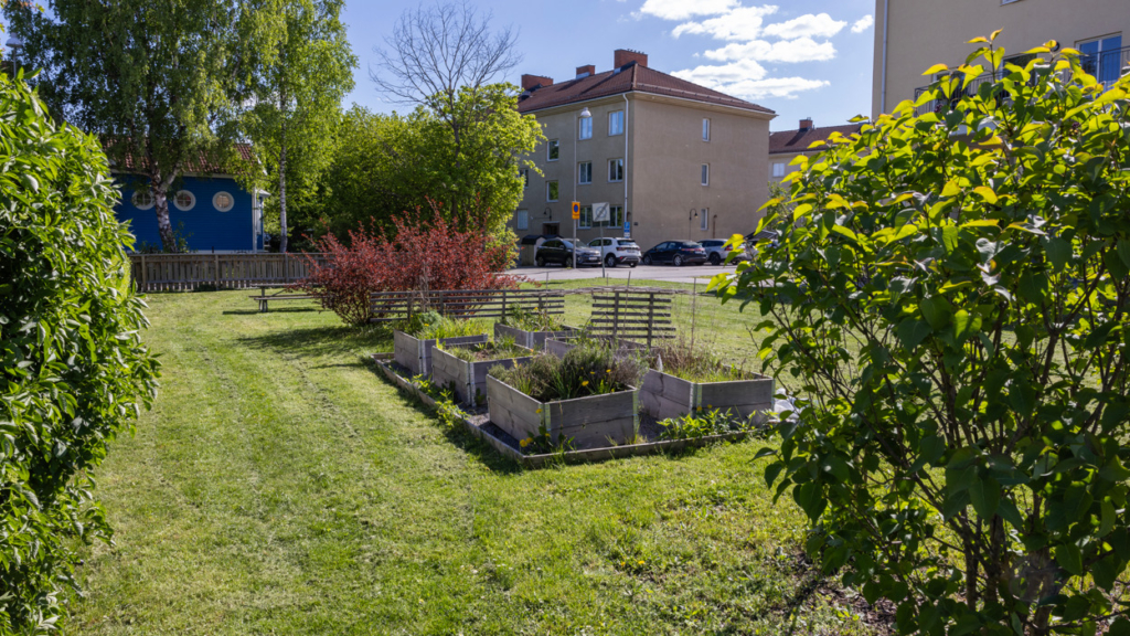 Trädgårdordling på Assessorn.